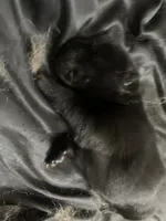 Black girl, a female Chow Chow for sale in Cordele, GA – 3 of 5