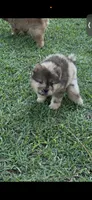 Red Merle Boy, a male Chow Chow for sale in Cordele, GA – 2 of 4