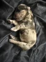 Red Merle, a female Chow Chow for sale in Cordele, GA – 4 of 4