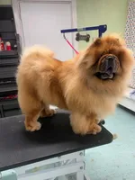 Chocolate Boy, a male Chow Chow for sale in Cordele, GA – 1 of 7