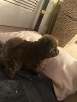 Boy (runt) tiny, a male Chow Chow for sale in Cordele, GA – Photo 2 of 2