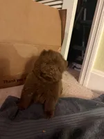 Boy (runt) tiny, a male Chow Chow for sale in Cordele, GA – Photo 1 of 2