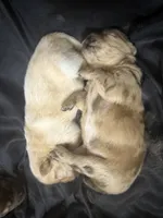 Red Merle , a male Chow Chow for sale in Cordele, GA – 4 of 5