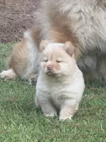 Cream Girl, a female Chow Chow for sale in Cordele, GA – 8 of 10