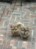 red merle boy, a male Chow Chow for sale in Cordele, GA – 6 of 7