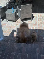 red merle boy, a male Chow Chow for sale in Cordele, GA – 5 of 7