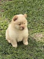 Cream Girl, a female Chow Chow for sale in Cordele, GA – 2 of 10