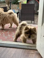 red merle boy, a male Chow Chow for sale in Cordele, GA – 4 of 7