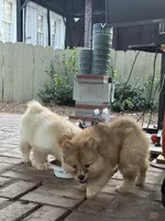 Red Girl, a female Chow Chow for sale in Cordele, GA – 4 of 5