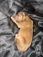Chocolate Boy, a male Chow Chow for sale in Cordele, GA – 5 of 7