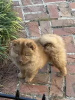red boy, a male Chow Chow for sale in Cordele, GA – 3 of 4
