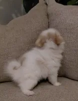 Layla, a female Pomeranian and Shih Tzu for sale in Fort Worth, TX – 5 of 5