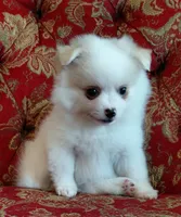Cody, a male Pomeranian and Shih Tzu for sale in Fort Worth, TX – 3 of 4