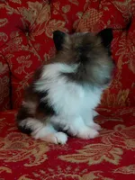 Dallas, a male Pomeranian and Shih Tzu for sale in Fort Worth, TX – 4 of 5