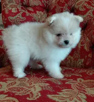 Rusty, a male Pomeranian and Shih Tzu for sale in Fort Worth, TX – 2 of 2