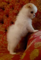 Layla, a female Pomeranian and Shih Tzu for sale in Fort Worth, TX – 4 of 5