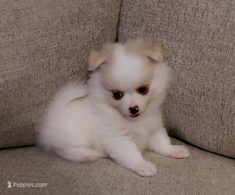 Cody – Pomeranian, Shih Tzu puppy for sale in Fort Worth, TX