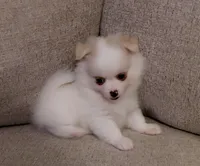 Cody, a male Pomeranian and Shih Tzu for sale in Fort Worth, TX – 1 of 4