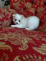 Cody, a male Pomeranian and Shih Tzu for sale in Fort Worth, TX – 4 of 4