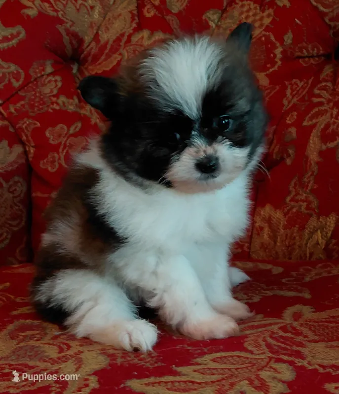 Dallas – Pomeranian, Shih Tzu puppy for sale in Fort Worth, TX