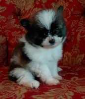Dallas, a male Pomeranian and Shih Tzu for sale in Fort Worth, TX – 1 of 5
