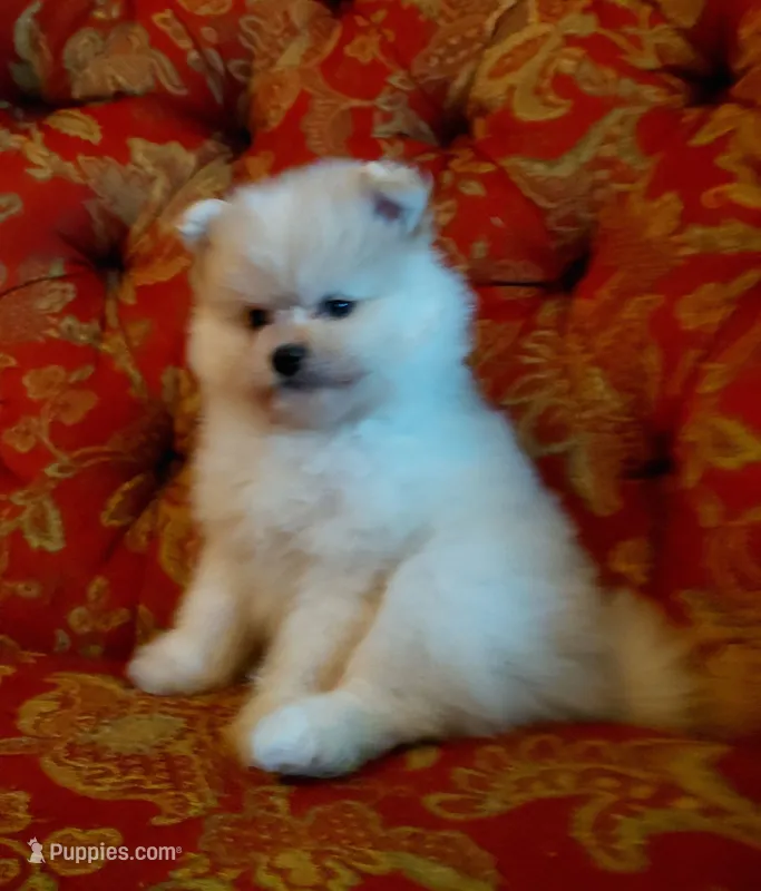 Rusty – Pomeranian, Shih Tzu puppy for sale in Fort Worth, TX