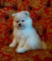 Rusty, a male Pomeranian and Shih Tzu for sale in Fort Worth, TX – 1 of 2