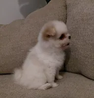 Layla, a female Pomeranian and Shih Tzu for sale in Fort Worth, TX – 3 of 5