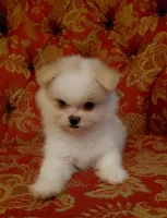 Layla, a female Pomeranian and Shih Tzu for sale in Fort Worth, TX – 2 of 5
