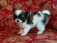 Dallas, a male Pomeranian and Shih Tzu for sale in Fort Worth, TX – 2 of 5