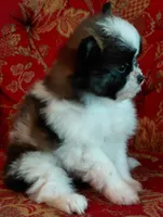 Dallas, a male Pomeranian and Shih Tzu for sale in Fort Worth, TX – 3 of 5