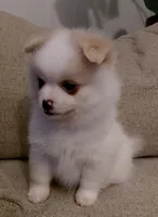 Cody, a male Pomeranian and Shih Tzu for sale in Fort Worth, TX – 2 of 4