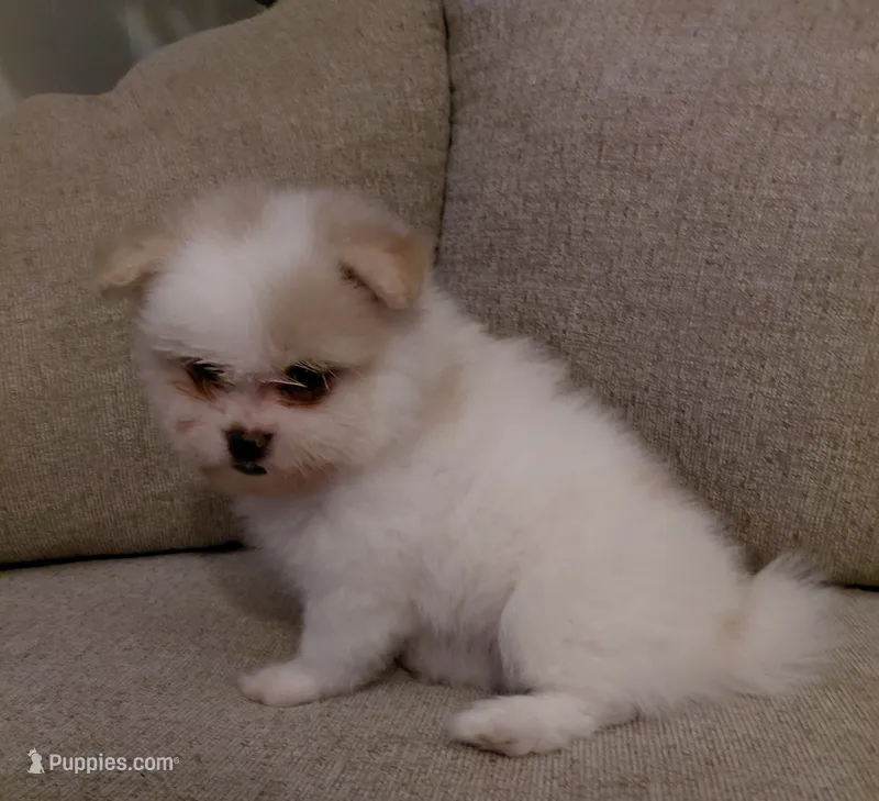 Layla – Pomeranian, Shih Tzu puppy for sale in Fort Worth, TX