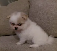 Layla, a female Pomeranian and Shih Tzu for sale in Fort Worth, TX – 1 of 5