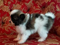 Dallas, a male Pomeranian and Shih Tzu for sale in Fort Worth, TX – 5 of 5