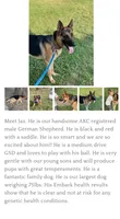 Berry , a female German Shepherd Dog for sale in Wellman, IA – 5 of 5