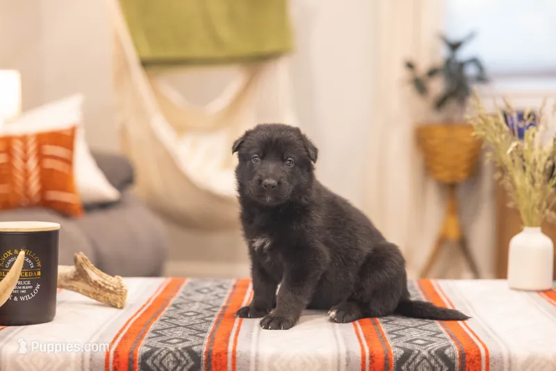Bubbles – German Shepherd Dog puppy for sale in Wellman, IA