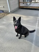 Candy, a female German Shepherd Dog for sale in Wellman, IA – 5 of 5