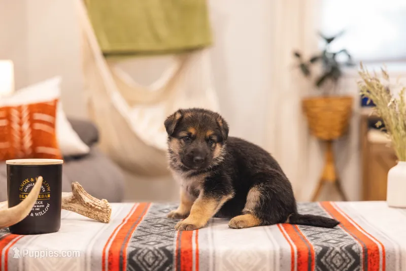Berry  – German Shepherd Dog puppy for sale in Wellman, IA