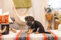 Berry , a female German Shepherd Dog for sale in Wellman, IA – 1 of 5
