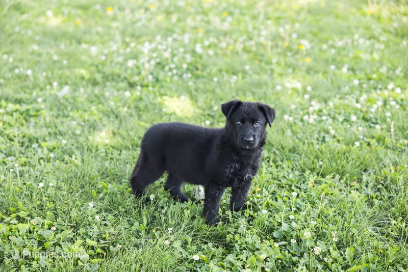 Bubbles – German Shepherd Dog puppy for sale in Wellman, IA
