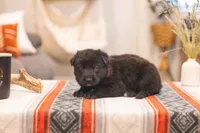 Zoey, a female German Shepherd Dog for sale in Wellman, IA – 3 of 6