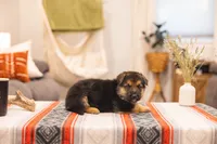 Max, a male German Shepherd Dog for sale in Wellman, IA – 2 of 5