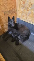 Candy, a female German Shepherd Dog for sale in Wellman, IA – 3 of 5