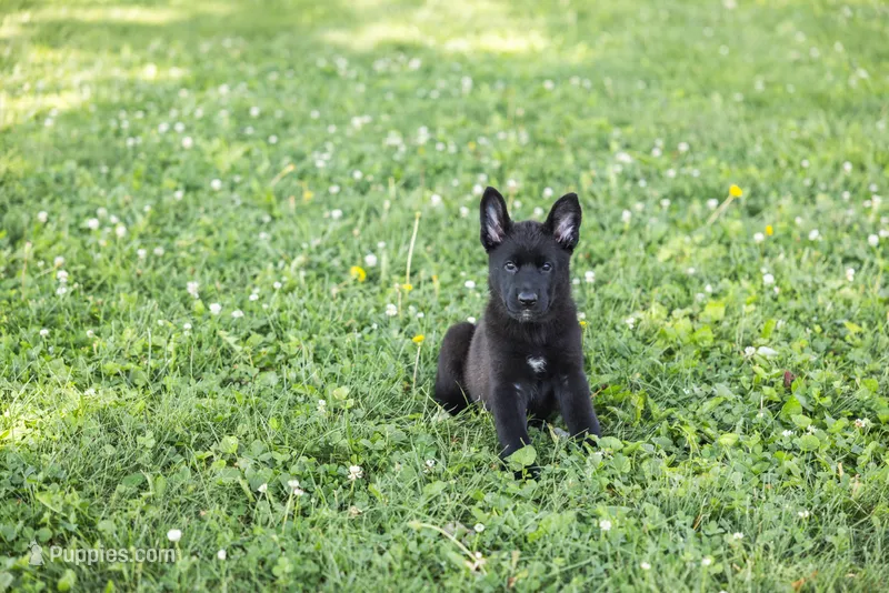 Candy – German Shepherd Dog puppy for sale in Wellman, IA