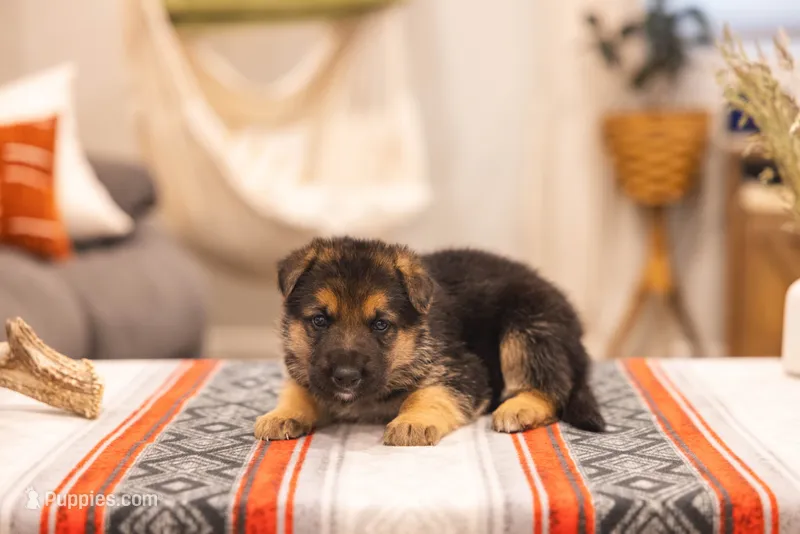 Max – German Shepherd Dog puppy for sale in Wellman, IA