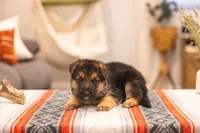 Max, a male German Shepherd Dog for sale in Wellman, IA – 1 of 5