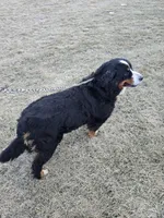 Lexi, a female Bernese Mountain Dog for sale in Wellman, IA – Photo 4 of 4