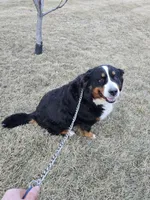Lexi, a female Bernese Mountain Dog for sale in Wellman, IA – Photo 3 of 4