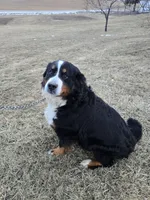 Lexi, a female Bernese Mountain Dog for sale in Wellman, IA – Photo 2 of 4